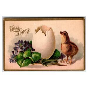 1909 Embossed Easter Chick & Cracked Egg Postcard Good Tidings Violets Havana NY